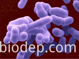 bifidobacterium adolesentis3